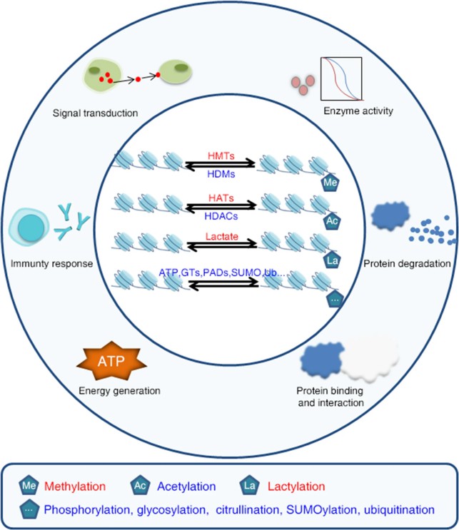 Advancements in Protein lipidation Research